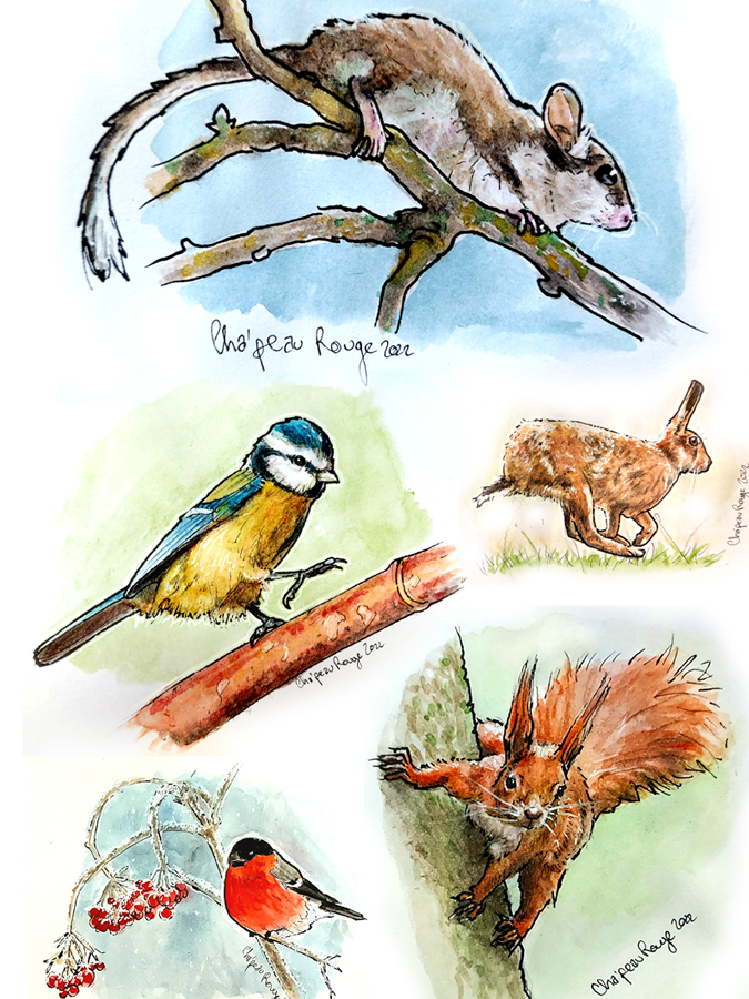 animaux animals squirrel écureuil birds oiseaux mésange loirot Cha'peau rouge illustration aquarelle dessin graphisme art Marie Charlotte Granié watercolors